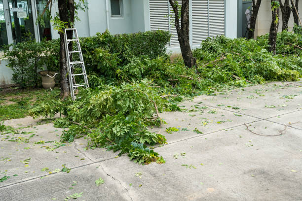 Best Tree Removal  in El Granada, CA
